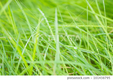 Abstract green grass close up blur background Abstract green grass close up blur background 101438795