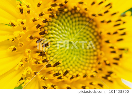 Beautiful sunflower closeup in the garden Beautiful sunflower closeup in the garden 101438800