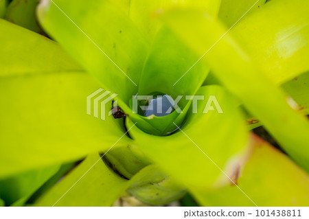 Stagnant water in green leaf plant in the garden 101438811