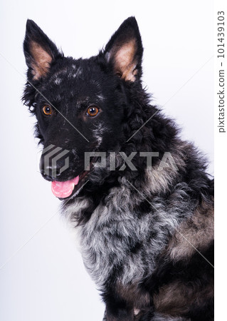 Black curly dog closeup portrait in studio, posing, smiling 101439103