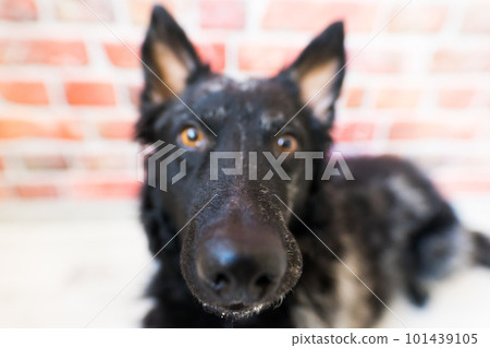 Black curly dog closeup portrait in studio, posing, smiling Black curly dog closeup portrait in studio, posing, smiling 101439105