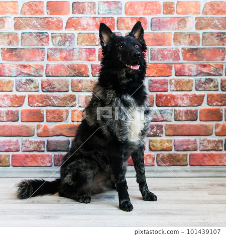 Black curly dog closeup portrait in studio, posing, smiling Black curly dog closeup portrait in studio, posing, smiling 101439107