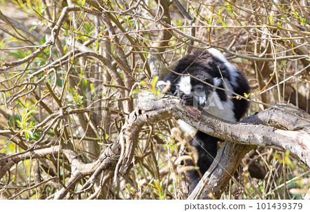 Endemic Black-and-white ruffed lemur 101439379