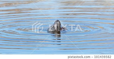 Common seal in the water, eating a frog 101439382