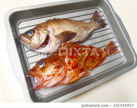不銹鋼大桶內襯著新鮮的大蝎子魚和等待烹飪的黑石斑魚。 不銹鋼大桶內襯著新鮮的大蝎子魚和等待烹飪的黑石斑魚。 101439457