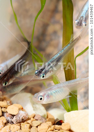 日本觀賞鱂魚在明亮的水族箱中游泳。 101439467