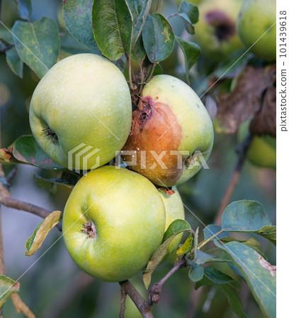 Rotten and healthy apples on a branch 101439618