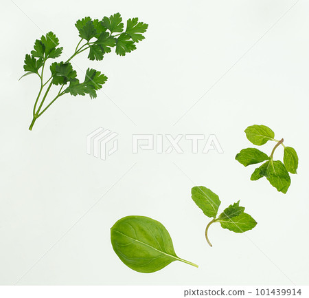 Herb white background 101439914
