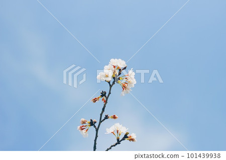 孤獨的櫻花 101439938