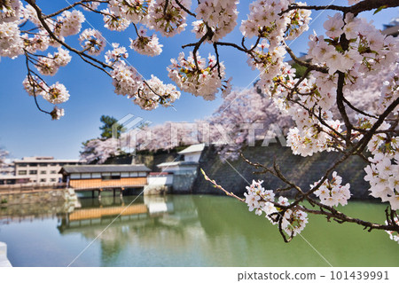 Fukui Prefectural Government Moat with cherry blossoms in full bloom Fukui Prefectural Government Moat with cherry blossoms in full bloom 101439991