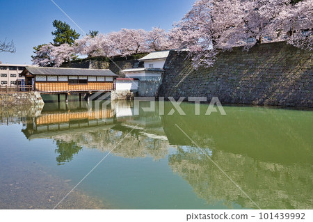 Fukui Prefectural Government Moat with cherry blossoms in full bloom 101439992