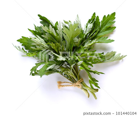 Fresh wormwood, mugwort leaves on the table, mugwort, mochigusa, rice cake grass Fresh wormwood, mugwort leaves on the table, mugwort, mochigusa, rice cake grass 101440104