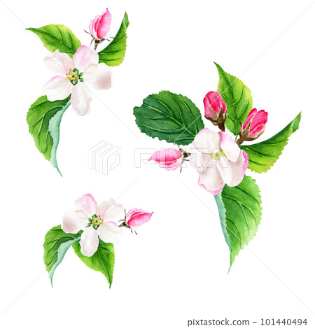 Apple tree blooming branches. Botanical compositions. Watercolor illustration isolated on white 101440494