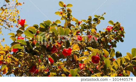 沐浴在陽光下的紅色山茶花 101440574