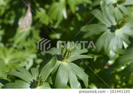 Winter aconite Winter aconite 101441193