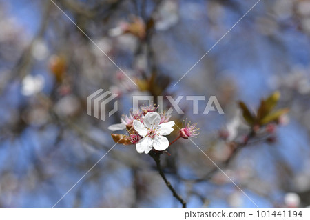 Purple-leaved Plum Purple-leaved Plum 101441194