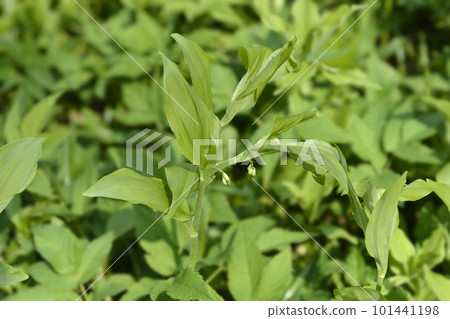 Solomons seal 101441198