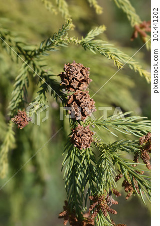 Japanese cedar 101441202