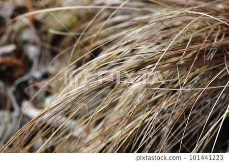 Bronze New Zealand hair sedge Bronze New Zealand hair sedge 101441223