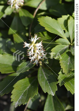 Japanese pachysandra 101441224