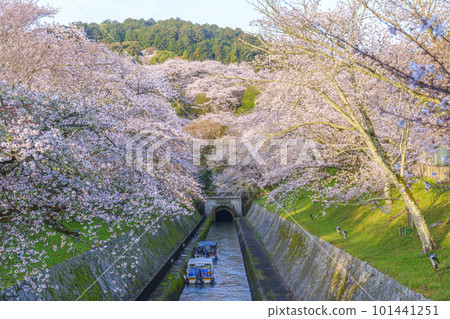 琵琶湖運河第一隧道東口櫻花盛開(滋賀縣大津市三井井町) 琵琶湖運河第一隧道東口櫻花盛開(滋賀縣大津市三井井町) 101441251