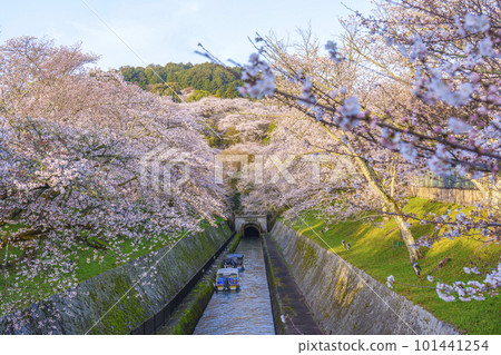 琵琶湖運河第一隧道東口櫻花盛開（滋賀縣大津市三井井町） 101441254