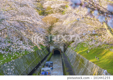 琵琶湖運河第一隧道東口櫻花盛開（滋賀縣大津市三井井町） 101441255