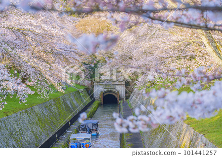 琵琶湖運河第一隧道東口櫻花盛開(滋賀縣大津市三井井町) 琵琶湖運河第一隧道東口櫻花盛開(滋賀縣大津市三井井町) 101441257