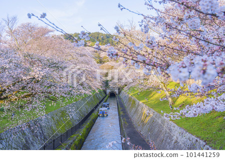 Lake Biwa Canal Cherry blossoms in full bloom at the east exit of the first tunnel (Miideramachi, Otsu City, Shiga Prefecture) Lake Biwa Canal Cherry blossoms in full bloom at the east exit of the first tunnel (Miideramachi, Otsu City, Shiga Prefecture) 101441259