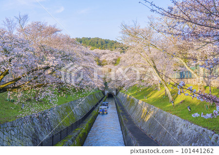 Lake Biwa Canal Cherry blossoms in full bloom at the east exit of the first tunnel (Miideramachi, Otsu City, Shiga Prefecture) 101441262