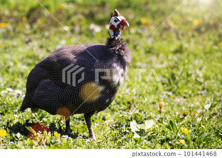 Guinea fowl grazing on green backyard grass Guinea fowl grazing on green backyard grass 101441468