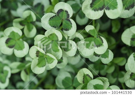 Clover Clover 101441530