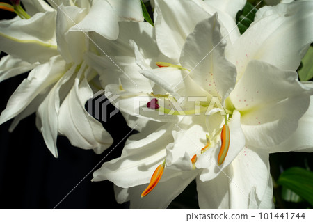 Flower of Lilium hybrid lily with white flowers and double petals. Flower of Lilium hybrid lily with white flowers and double petals. 101441744