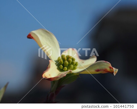 沐浴在藍天和朝陽中的山茱萸花(春天的神田公園'23) 沐浴在藍天和朝陽中的山茱萸花(春天的神田公園'23) 101441750