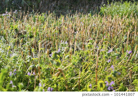 Dohitsu ready for harvest 101441807