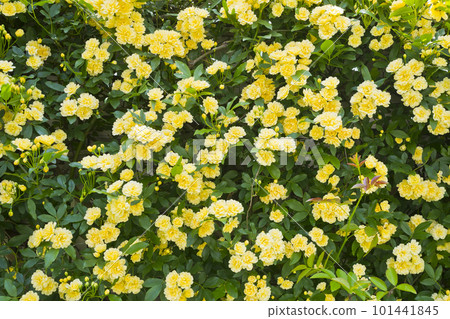 Yellow mockybara Yellow mockybara 101441845