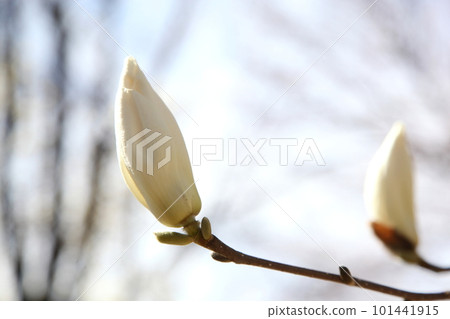 白玉蘭白花 101441915