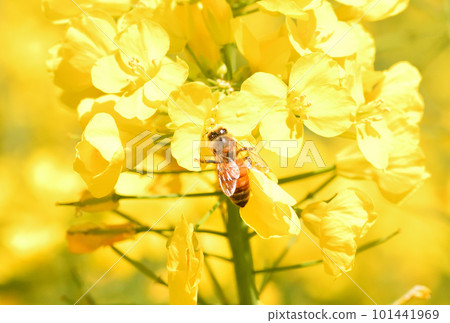 Rape blossoms and bees Rape blossoms and bees 101441969