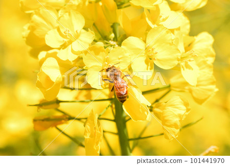 Rape blossoms and bees 101441970