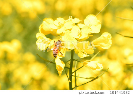Rape blossoms and bees 101441982