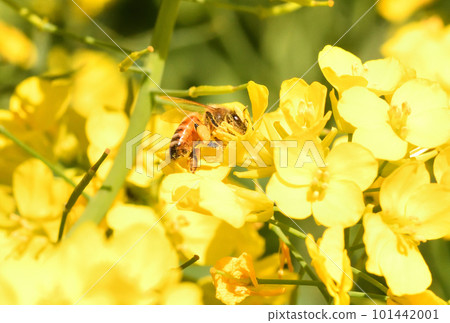 Rape blossoms and bees Rape blossoms and bees 101442001