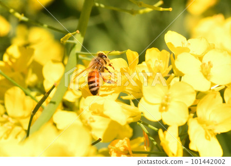 Rape blossoms and bees 101442002
