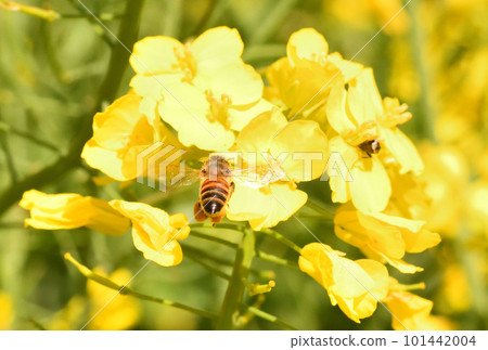 油菜花和蜜蜂 101442004