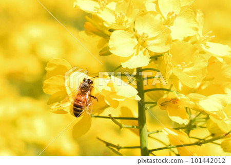 Rape blossoms and bees 101442012