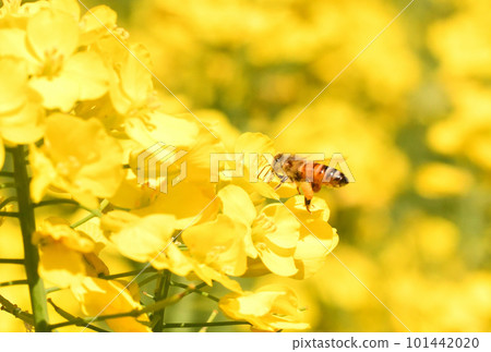 油菜花和蜜蜂 油菜花和蜜蜂 101442020