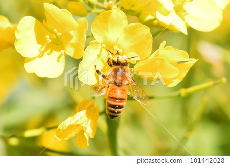 油菜花和蜜蜂 101442028