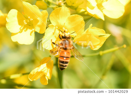 Rape blossoms and bees 101442029