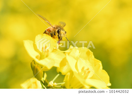 油菜花和蜜蜂 油菜花和蜜蜂 101442032