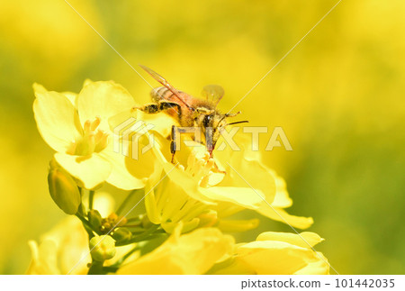 Rape blossoms and bees 101442035