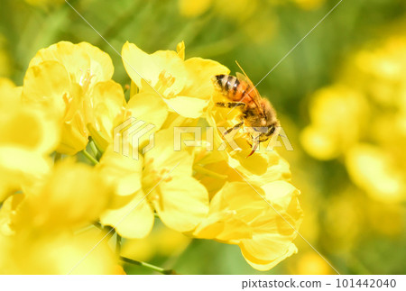 油菜花和蜜蜂 油菜花和蜜蜂 101442040